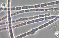 Cyanobactérie Nostoc souche PCC 9024