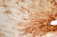 Astrocytes de souris