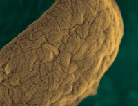 Détail de la surface d'une conidie d'Aspergillus fumigatus