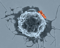 Biofilm formé par HTLV-1 (en orange) à la surface d'une cellule