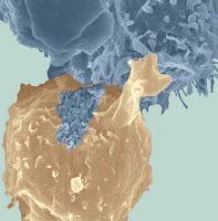 Biofilm formé par HTLV-1 à la surface d'une cellule