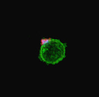 Structures de type " biofilm " formées par le rétrovirus HTLV-1 à la surface d'un lymphocyte
