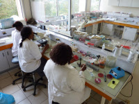 Laboratoire au Centre Pasteur du Cameroun