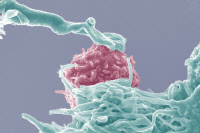 Interaction entre un lymphocyte T4 (en rose) infecté par le HIV et une cellule dendritique (en bleu)