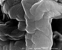 Surface des conidies d'Aspergillus fumigatus