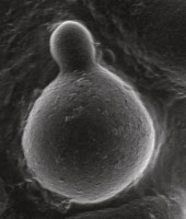 Image en microscopie à cryo-balayage d'une conidie en cours de germination