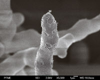 Image en microscopie à cryo-balayage montrant un hyphe d'Aspergillus fumigatus
