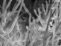 Image en microscopie à cryo-balayage montrant un mycélium d'Aspergillus fumigatus