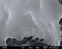 Image en microscopie à cryo-balayage d'une culture agée de mycélium d'Aspergillus fumigatus
