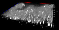 Image optique en 3-dimensions d'une culture de 16h d'Aspergillus fumigatus