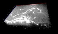 Image optique en 3-dimensions d'une culture de 24h d'Aspergillus fumigatus