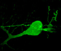 Neurones du cervelet marqués par une molécule fluorescente