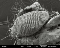 Tête de drosophile vue en microscopie électronique à balayage