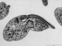 Coupe d'un trypanosome en microscopie électronique à transmission