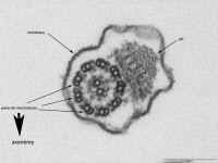 Ultrastructure du flagelle d'un trypanosome en microscopie électronique à transmission