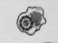 Ultrastructure du flagelle d'un trypanosome en microscopie électronique à transmission