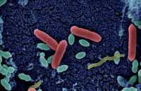 Enterobactéria and Enteric bacterial pathogens