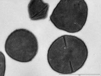 Staphylococcus aureus vues en microscopie en transmission