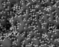 Staphylococcus aureus en microscopie à balayage