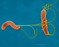 Bactéries Helicobacter pylori en microscopie électronique à balayage. Agent causal de pathologies de l'estomac.