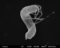 Bactérie Helicobacter pylori en microscopie électronique à balayage