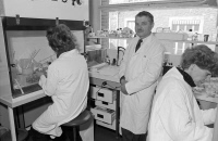 Luc Montagnier dans le laboratoire de l'unité d'Oncologie Virale en 1986.