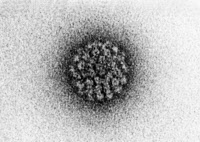 Particule virale de Papillomavirus type HPV-1