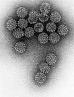 Particules virales de papillomavirus type HPV-1