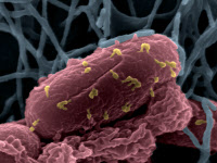 Bactériophages sur la bactérie Escherichia coli
