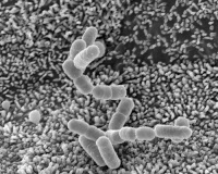 Bactéries Escherichia coli O104:H4 en interaction avec des cellules de l'épithélium intestinal humain 