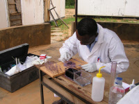 Coloration de lames pour diagnostic microscopique du paludisme.