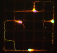 Neurones mis en culture sur des prototypes de micropatterns développés par la société CYTOO.