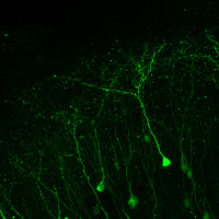 Néo-neurones dans un cerveau adulte