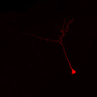 Néo-neurone dans un cerveau adulte