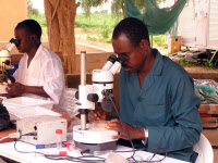 Identification d'espèces de moustiques sous loupe binoculaire par une équipe du Cermes au Niger