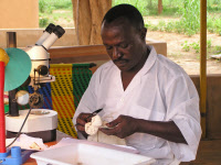 Identification de moustiques sous binoculaire. Village de Banizoumbou, Niger.