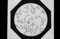 Planche de Saccharomyces pastorianus