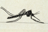 Stegomyia fasciata, dessin, 1909
