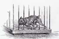 Chien enragé dans une cage. Dessin d'après nature de Fernique, 1882.