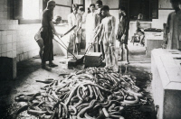 Récolte du venin de cobra à l'Institut bactériologique de Saïgon vers 1900