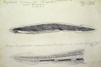 Amphioxus dessiné par Eugène Wollman.