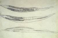 Amphioxus dessiné par Eugène Wollman