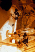 Microscope, détail du "Vase Pasteur" par Emile Gallé