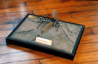 Maquette de moustique Aedes aegypti femelle