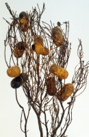 Branche de bruyère et cocons de vers à soie offerts à Louis Pasteur par les sériciculteurs d'Alais