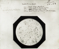 Maladie des vins tournés. Planche de Lackerbauer avec annotations de Louis Pasteur, vers 1866