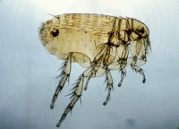 Xenopsylla cheopis, vecteur classique de la peste dans le monde.