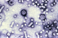 Virus de l'hépatite B