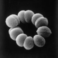 Streptococcus sp