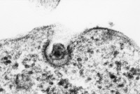 Virus VIH-1, entrée dans un lymphocyte T4